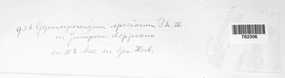 Gymnotelium speciosum image